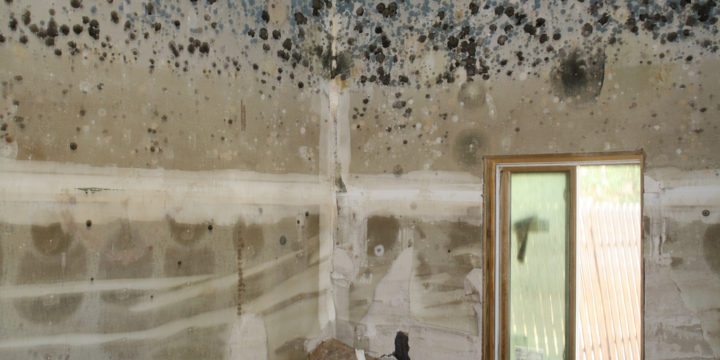 What’s the Difference Between Mold and Mildew?
